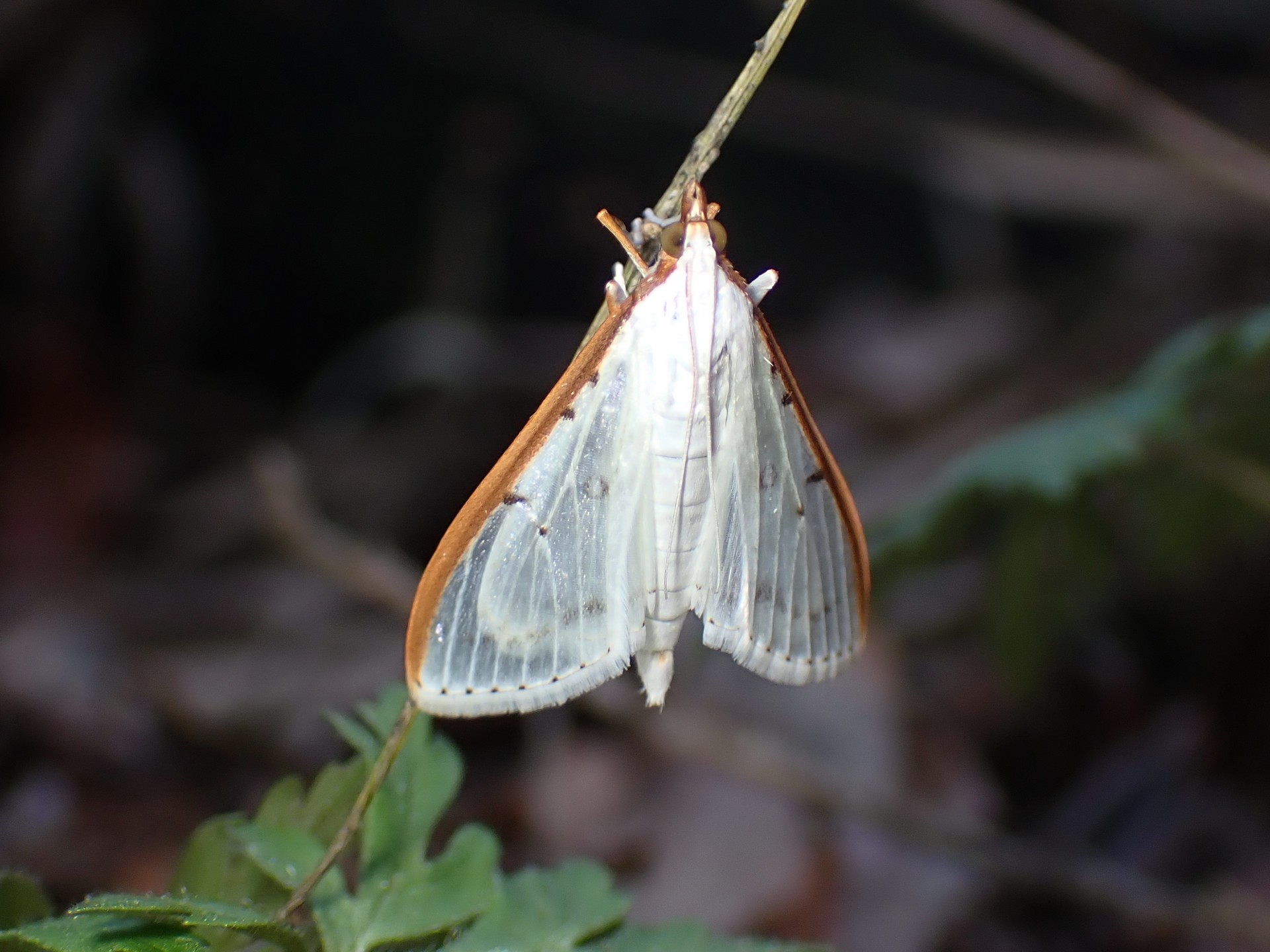 マエアカスカシノメイガ の高画質写真です。横浜市で、2026年3月14日に撮影したものです。