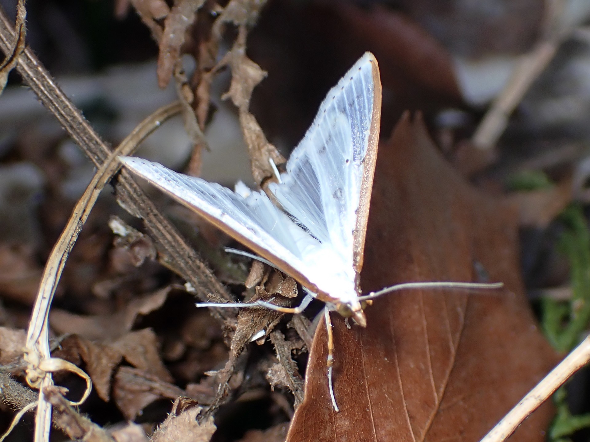 マエアカスカシノメイガ の高画質写真です。横浜市で、2026年3月14日に撮影したものです。