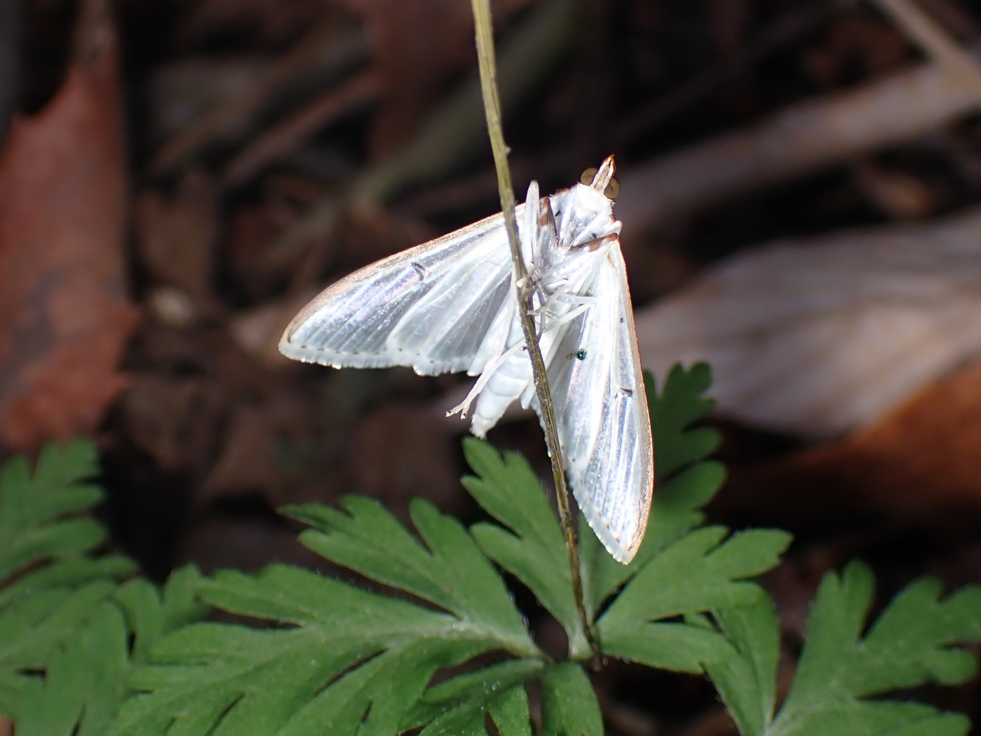 マエアカスカシノメイガ の高画質写真です。横浜市で、2026年3月14日に撮影したものです。