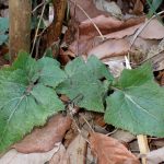 ムラサキニガナ の高画質写真です。横浜市で、2026年2月28日に撮影したものです。