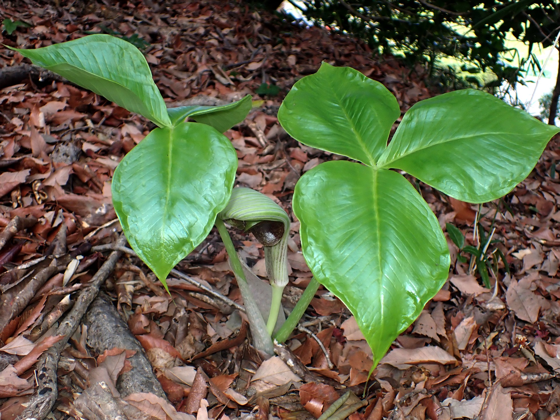 ムサシアブミ の高画質写真です。横浜市で、2026年3月18日に撮影したものです。