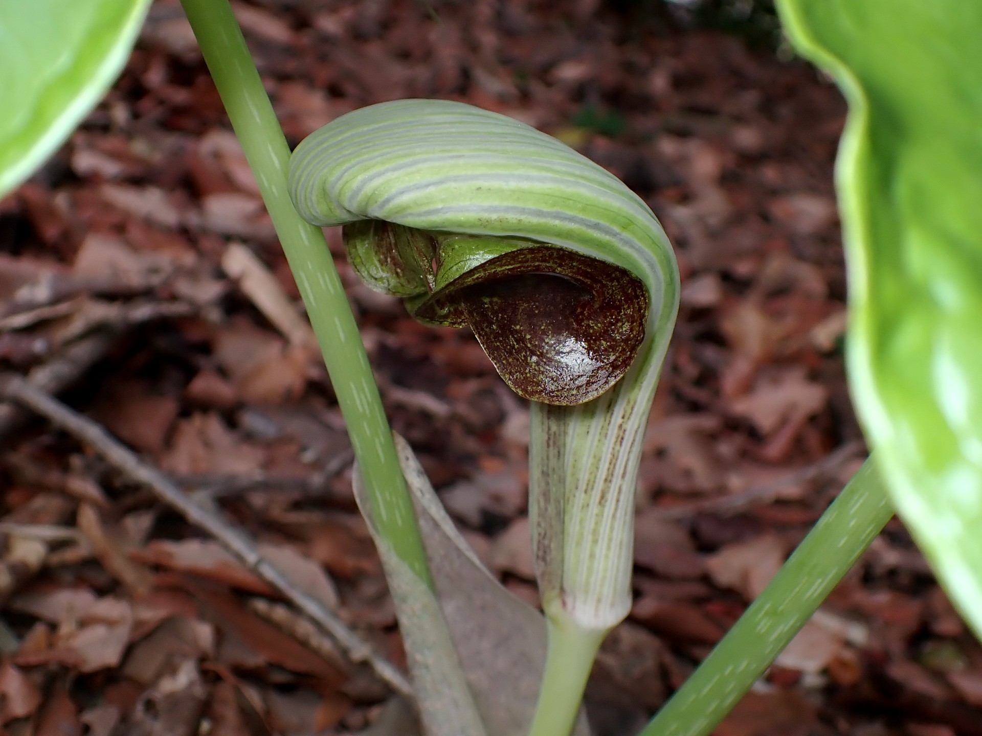 ムサシアブミ の高画質写真です。横浜市で、2026年3月18日に撮影したものです。