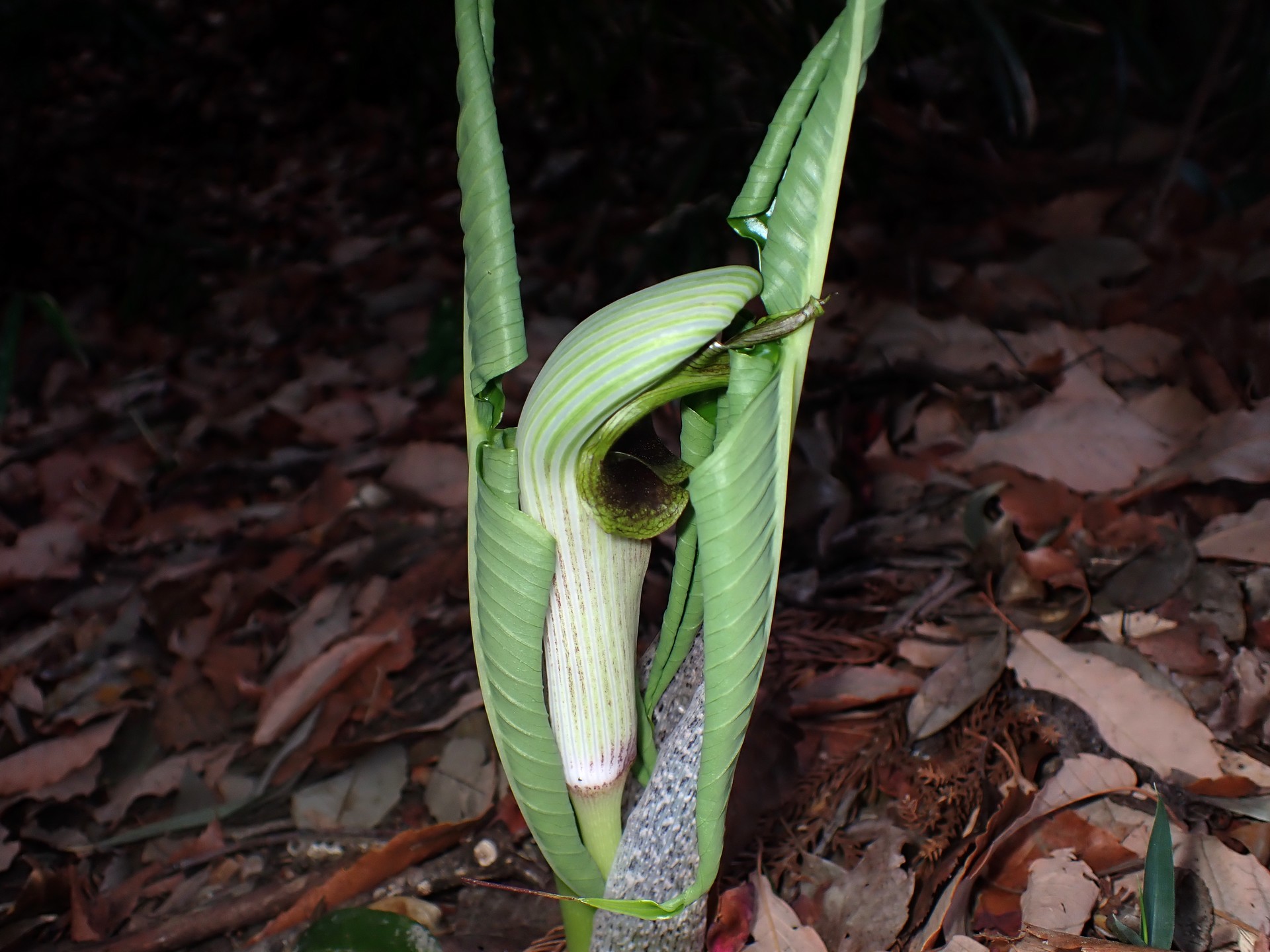 ムサシアブミ の高画質写真です。横浜市で、2026年3月18日に撮影したものです。