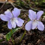 ナガバノスミレサイシン の高画質写真です。横浜市で、2026年3月21日に撮影したものです。