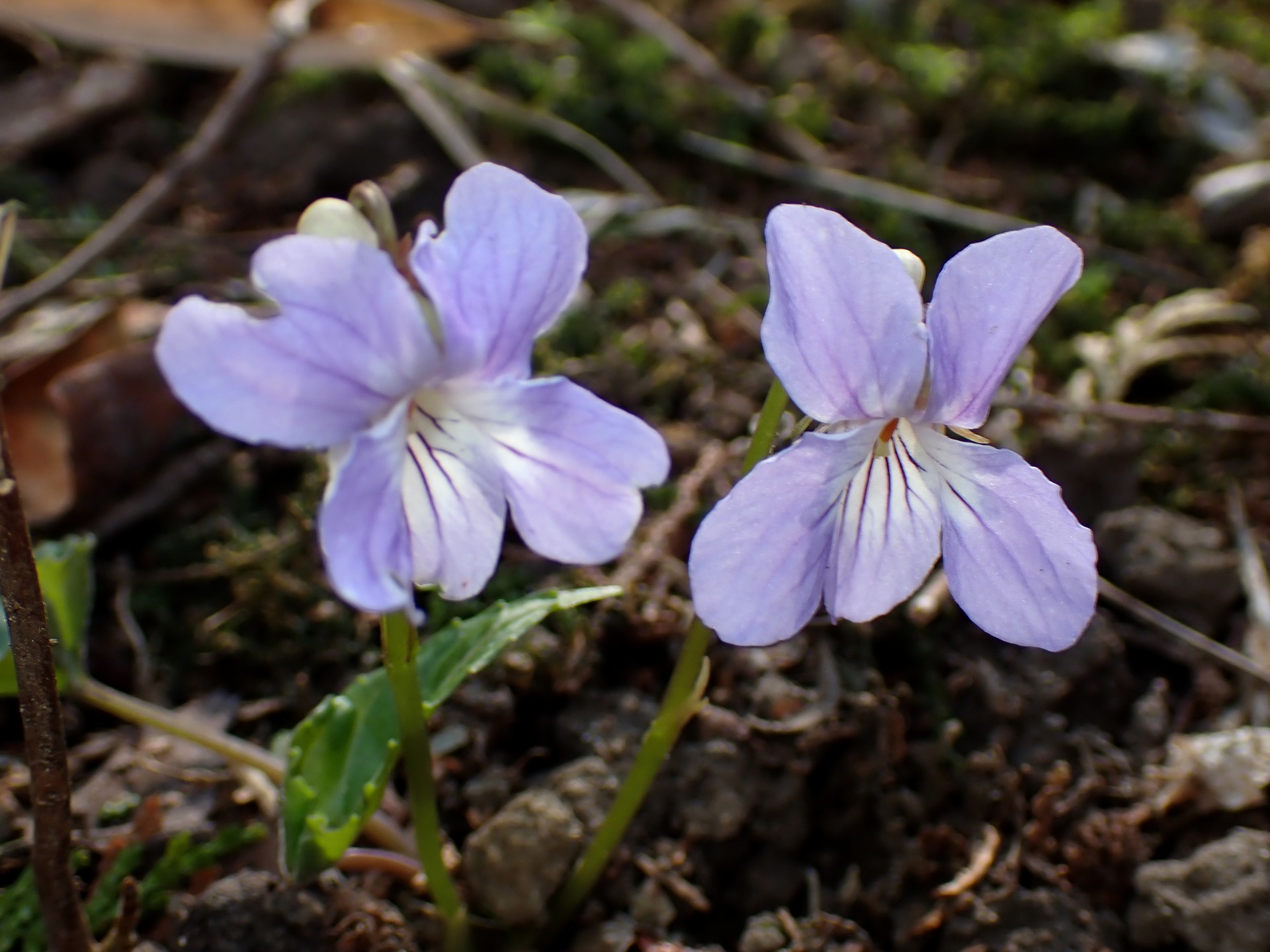 ナガバノスミレサイシン の高画質写真です。横浜市で、2026年3月21日に撮影したものです。
