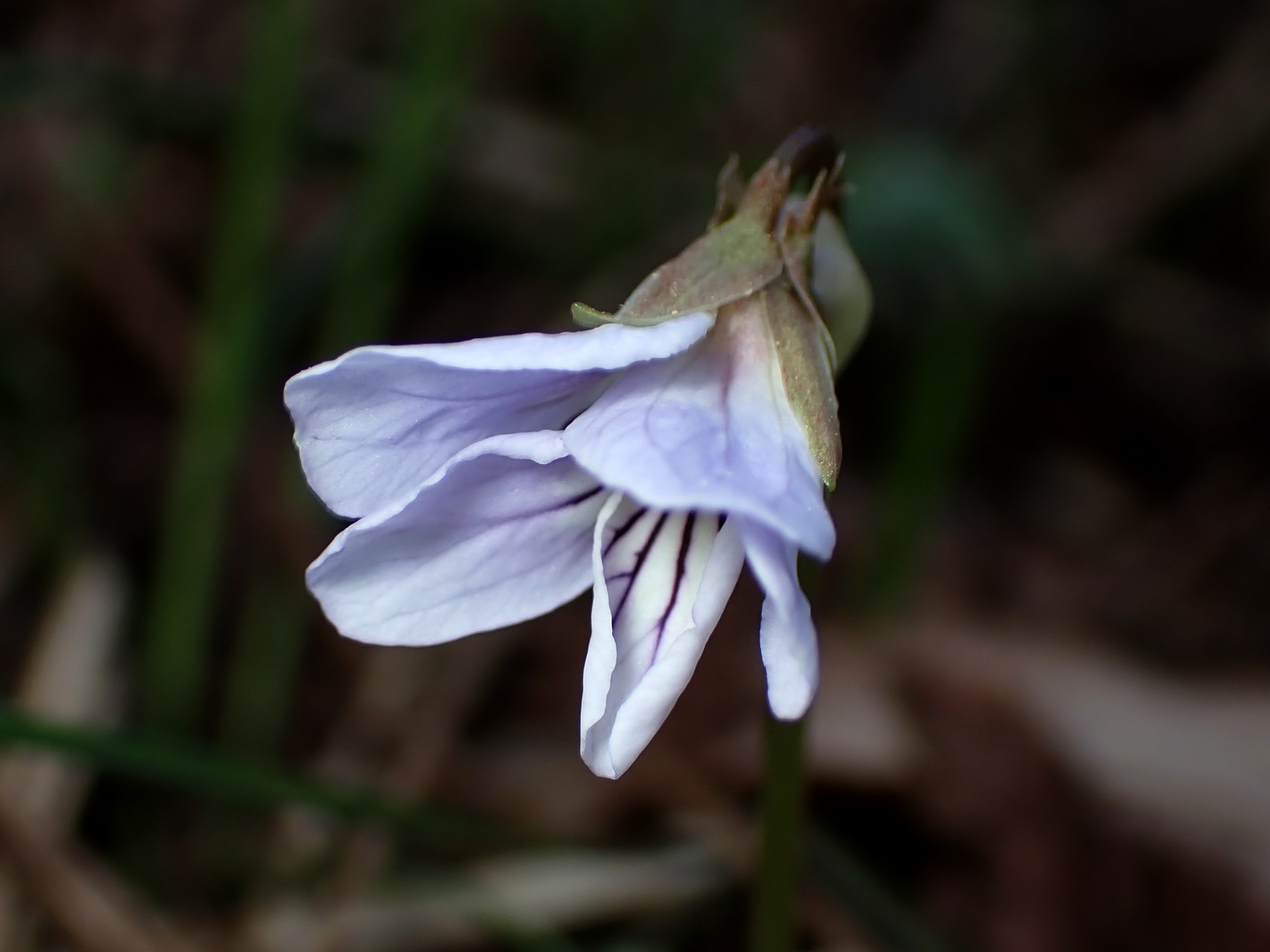 ナガバノスミレサイシン の高画質写真です。横浜市で、2026年3月21日に撮影したものです。