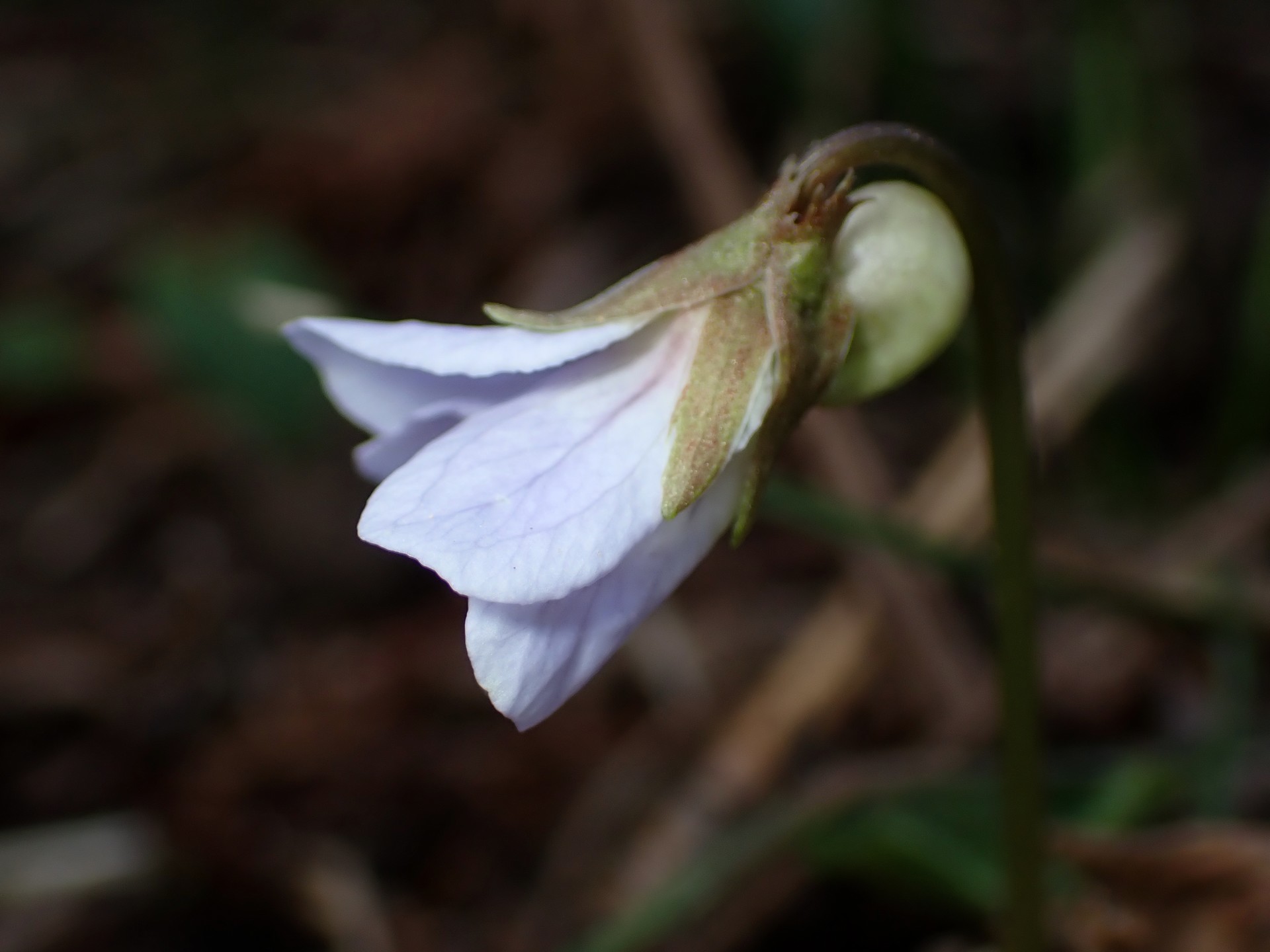 ナガバノスミレサイシン の高画質写真です。横浜市で、2026年3月21日に撮影したものです。