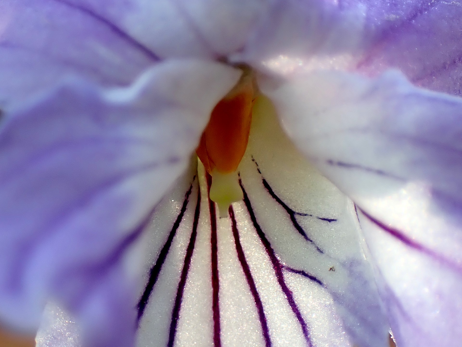 ナガバノスミレサイシン の高画質写真です。横浜市で、2026年3月21日に撮影したものです。