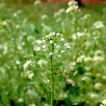 ナズナ の高画質写真です。横浜市で、2026年3月6日に撮影したものです。