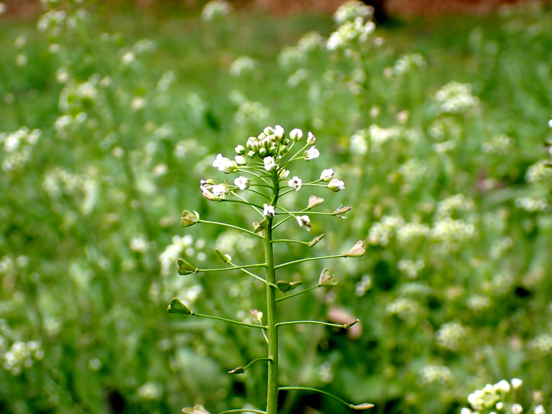 ナズナ の高画質写真です。横浜市で、2026年3月6日に撮影したものです。