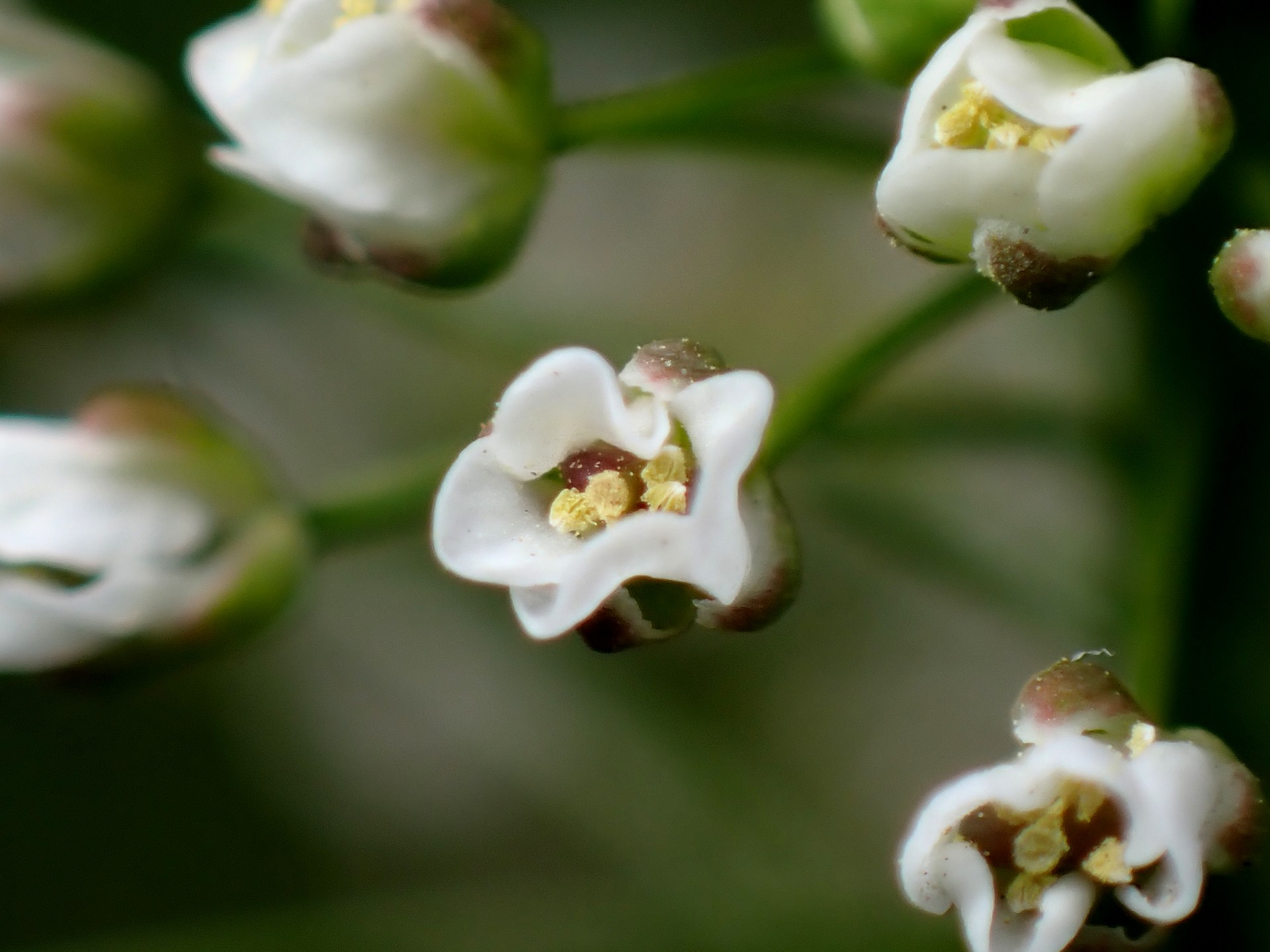 ナズナ の高画質写真です。横浜市で、2026年3月6日に撮影したものです。