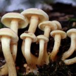 ニガクリタケ の高画質写真です。横浜市で、2026年3月19日に撮影したものです。