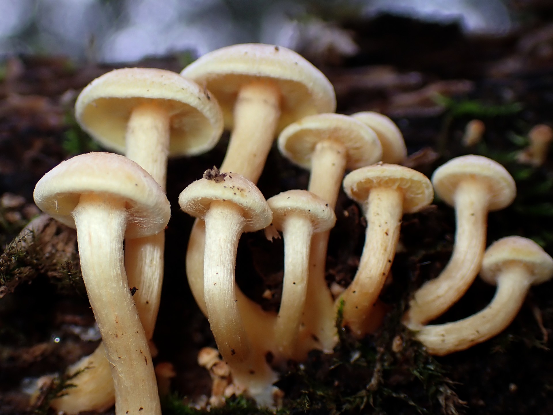 ニガクリタケ の高画質写真です。横浜市で、2026年3月19日に撮影したものです。