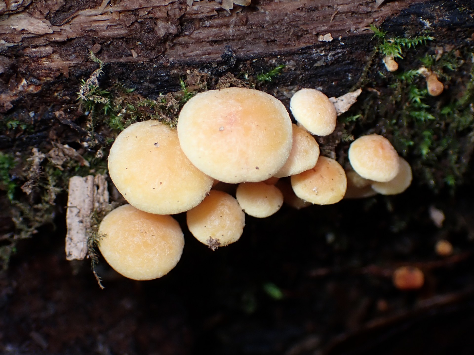 ニガクリタケ の高画質写真です。横浜市で、2026年3月19日に撮影したものです。