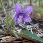 ノジスミレ の高画質写真です。横浜市で、2026年3月12日に撮影したものです。