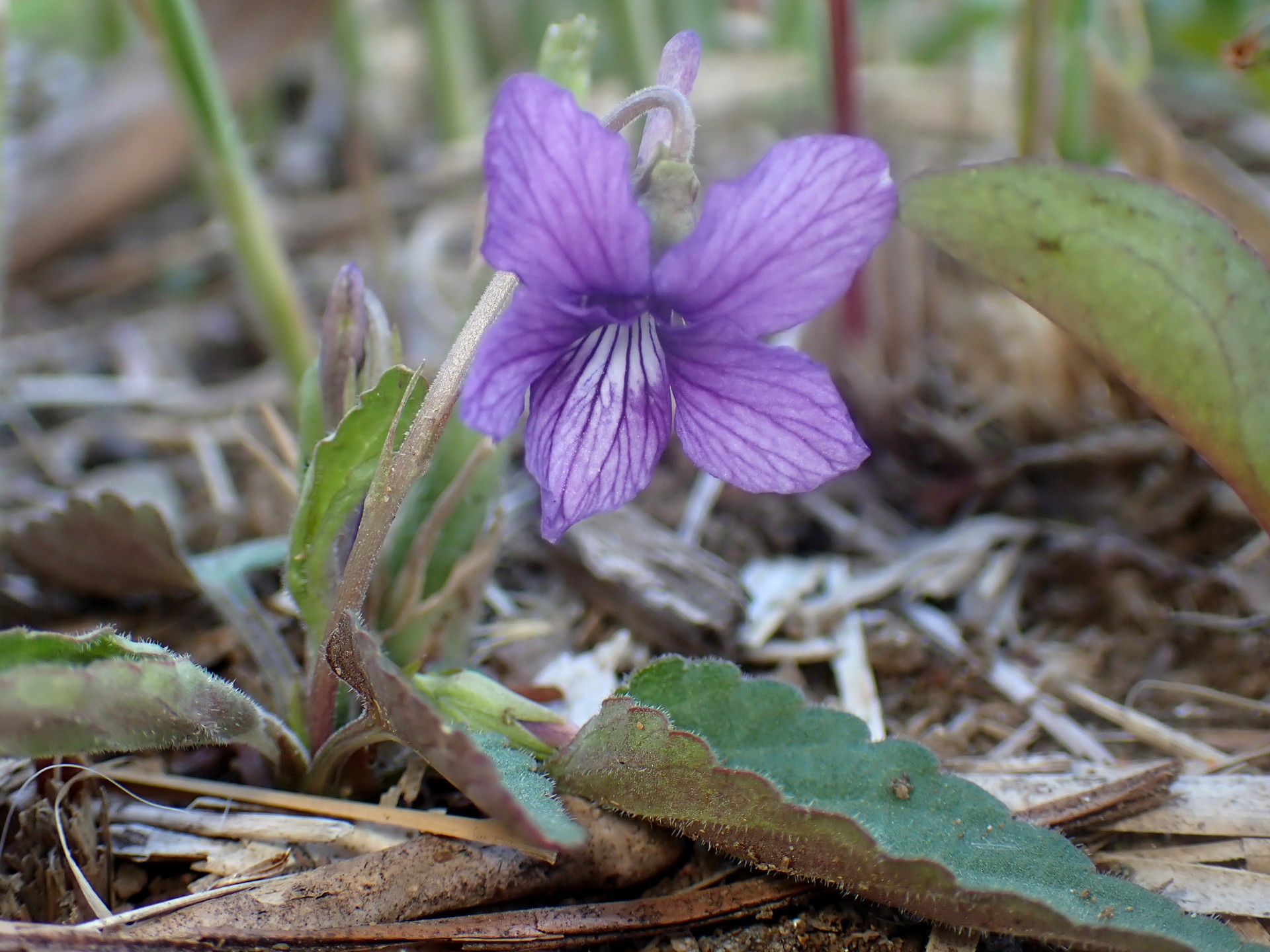 ノジスミレ の高画質写真です。横浜市で、2026年3月12日に撮影したものです。