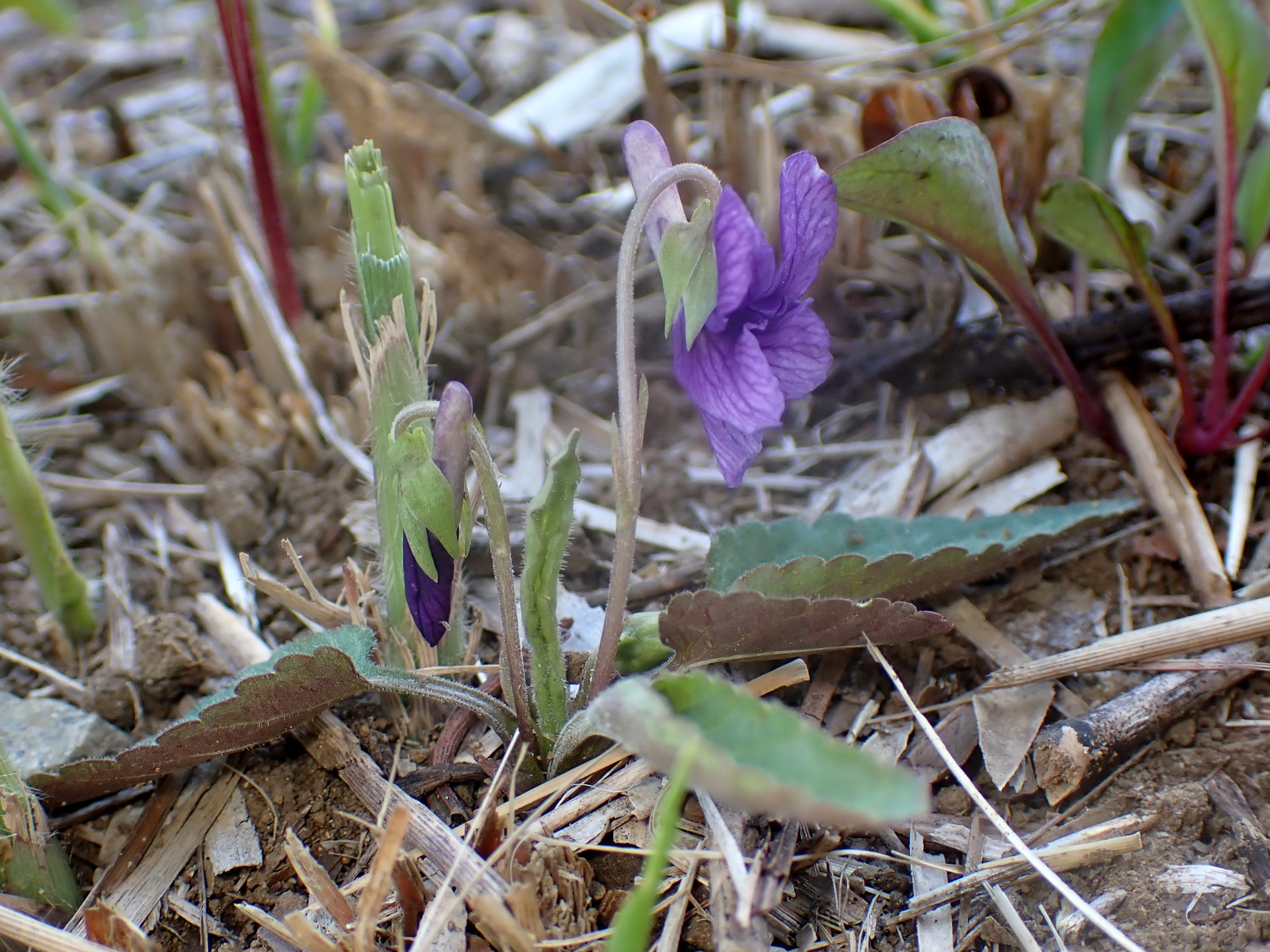 ノジスミレ の高画質写真です。横浜市で、2026年3月12日に撮影したものです。