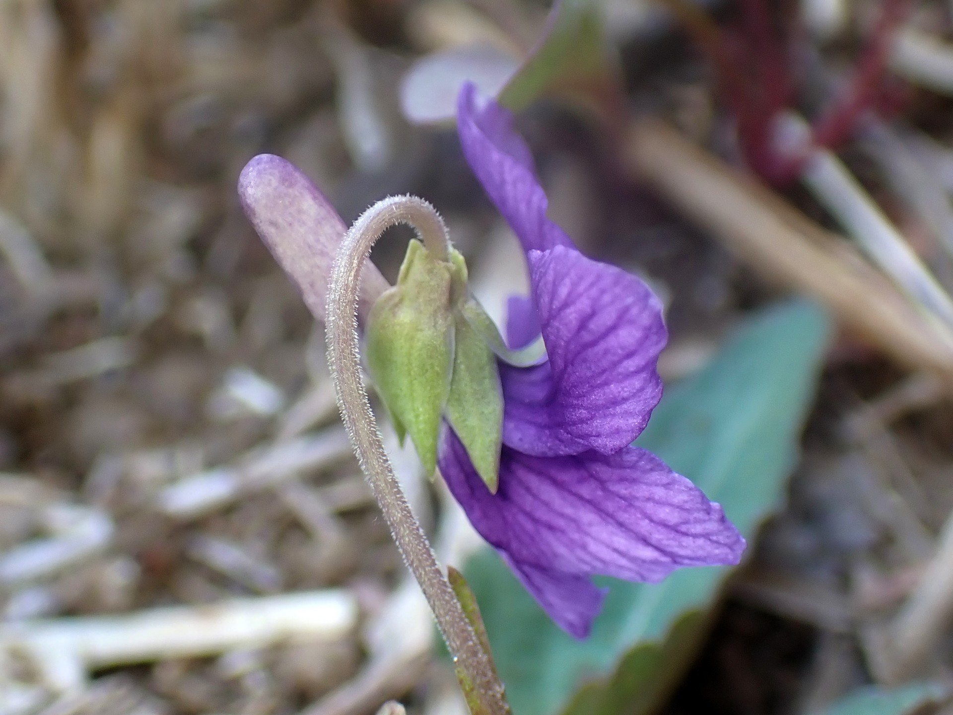 ノジスミレ の高画質写真です。横浜市で、2026年3月12日に撮影したものです。