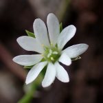 ノミノフスマ の高画質写真です。横浜市で、2026年3月7日に撮影したものです。