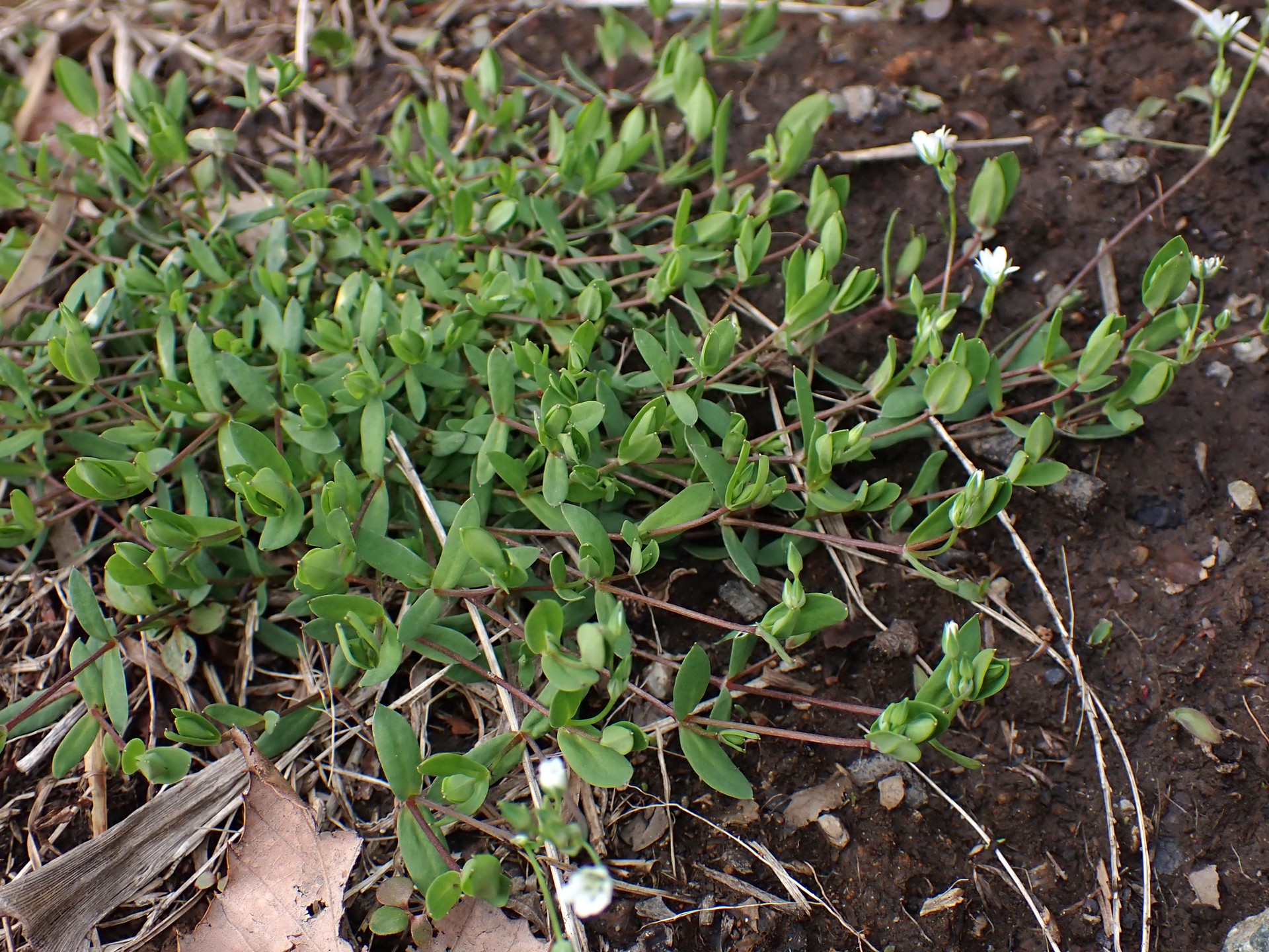 ノミノフスマ の高画質写真です。横浜市で、2026年3月7日に撮影したものです。