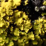 ロウソクゴケ の高画質写真です。横浜市で、2026年3月17日に撮影したものです。