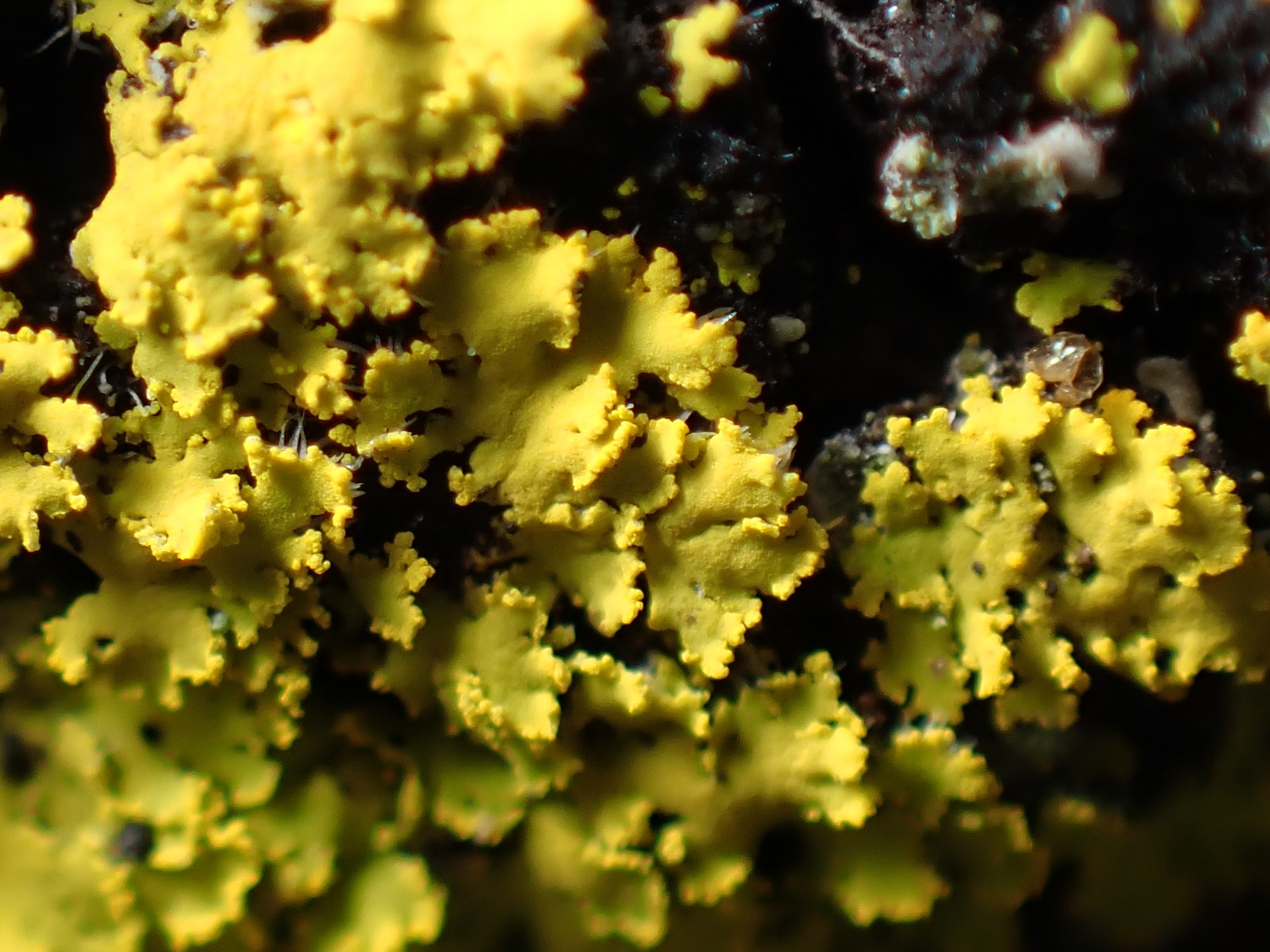 ロウソクゴケ の高画質写真です。横浜市で、2026年3月17日に撮影したものです。