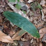 サイハイラン の高画質写真です。横浜市で、2026年3月9日に撮影したものです。