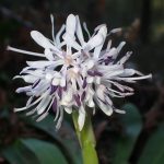 ショウジョウバカマ の高画質写真です。横浜市で、2026年3月14日に撮影したものです。