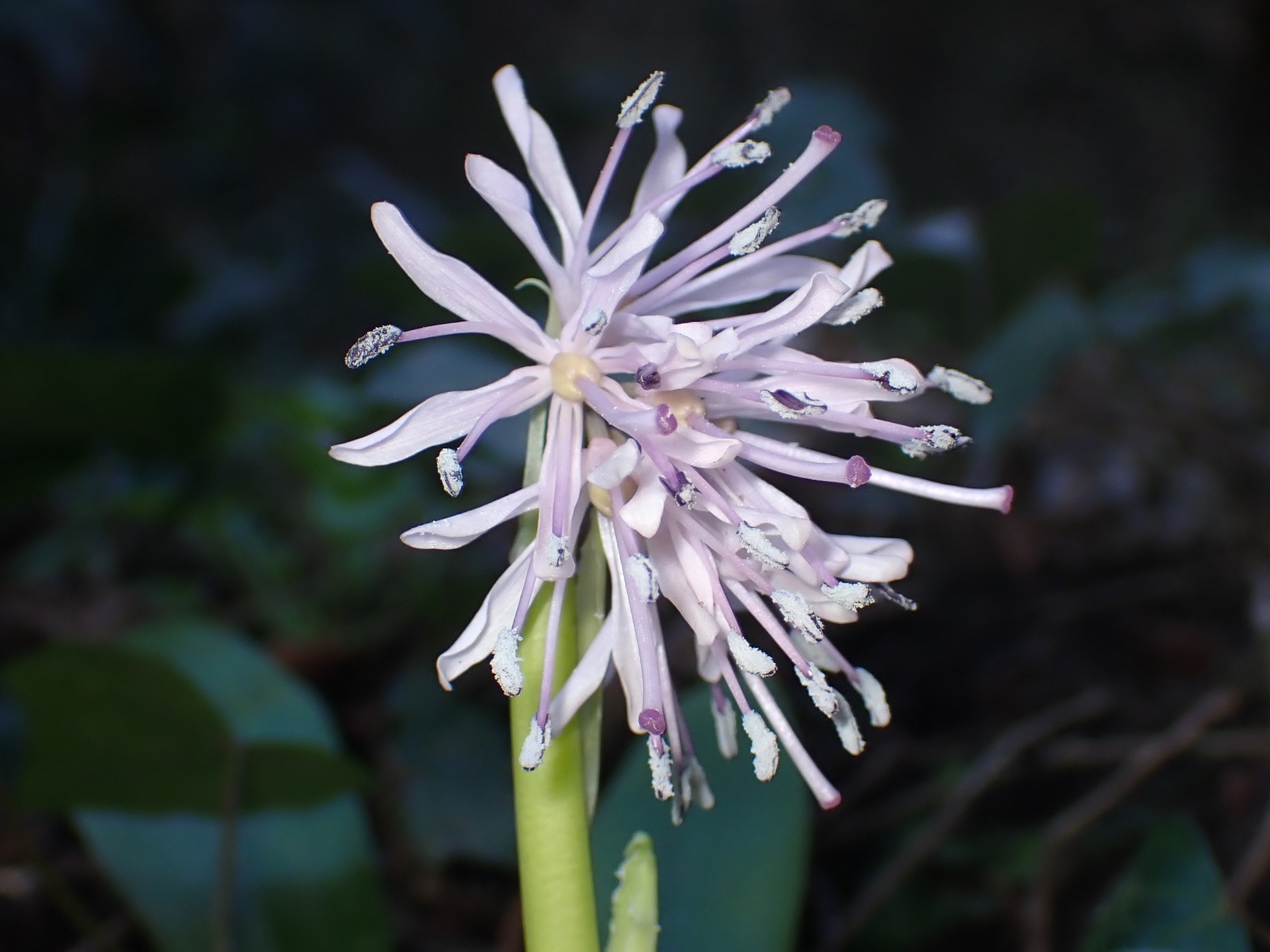 ショウジョウバカマ の高画質写真です。横浜市で、2026年3月14日に撮影したものです。