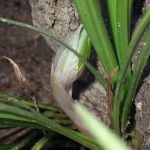 シュンラン の高画質写真です。横浜市で、2026年3月14日に撮影したものです。