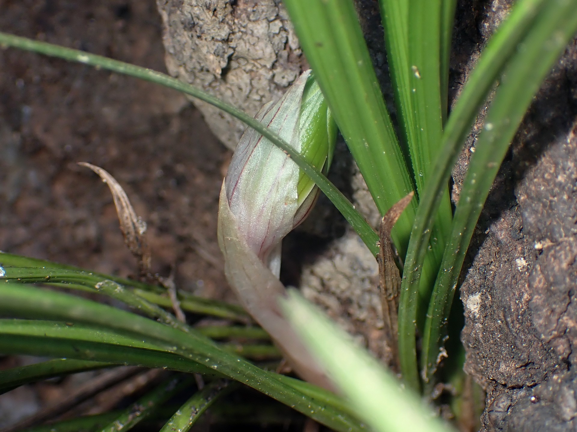 シュンラン の高画質写真です。横浜市で、2026年3月14日に撮影したものです。