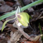 シュンラン の高画質写真です。横浜市で、2026年3月17日に撮影したものです。