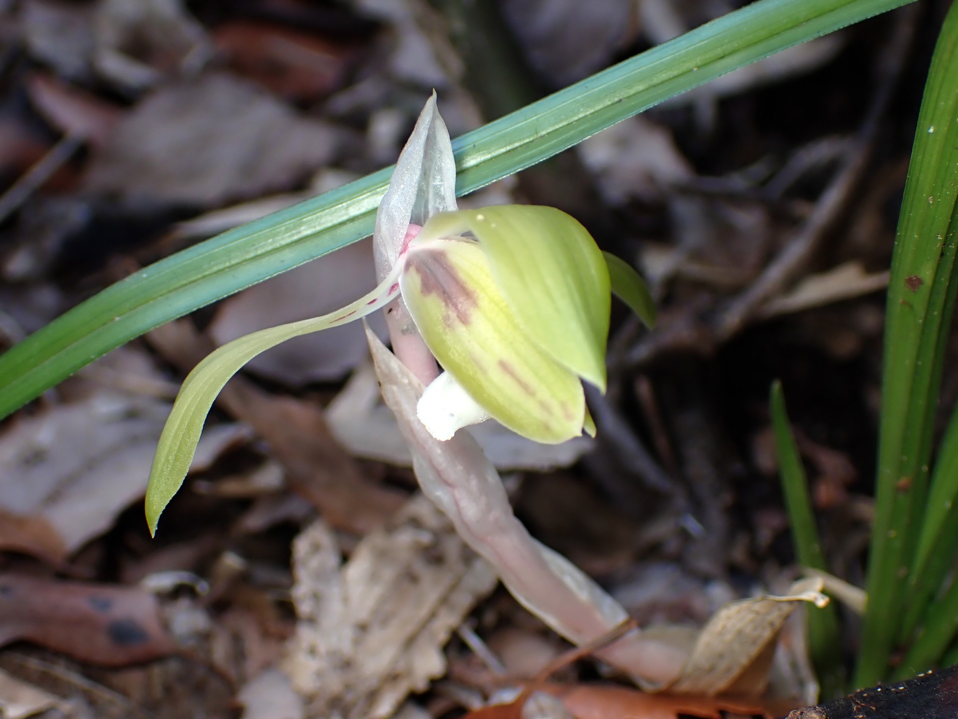 シュンラン の高画質写真です。横浜市で、2026年3月17日に撮影したものです。