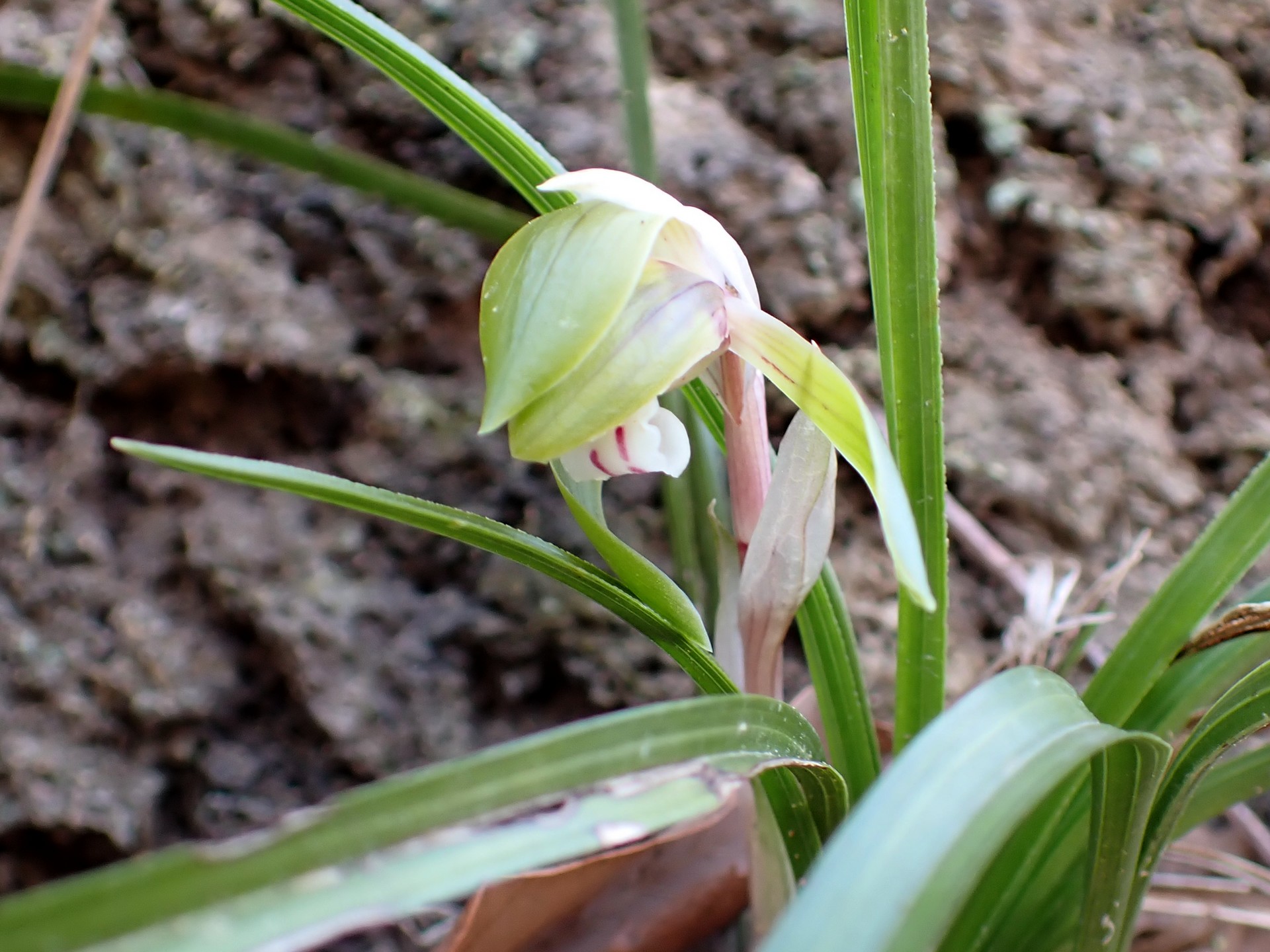 シュンラン の高画質写真です。横浜市で、2026年3月21日に撮影したものです。