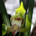 シュンラン の高画質写真です。横浜市で、2026年3月19日に撮影したものです。