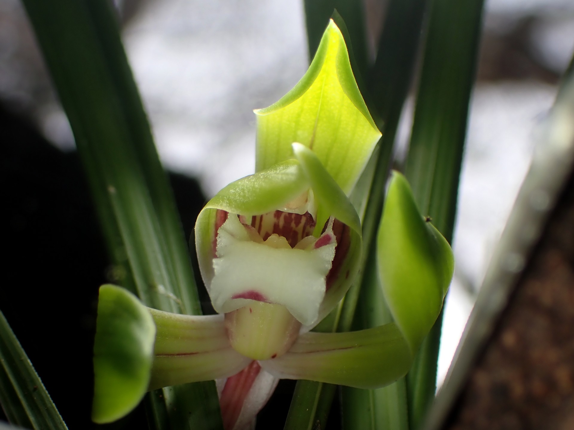 シュンラン の高画質写真です。横浜市で、2026年3月19日に撮影したものです。
