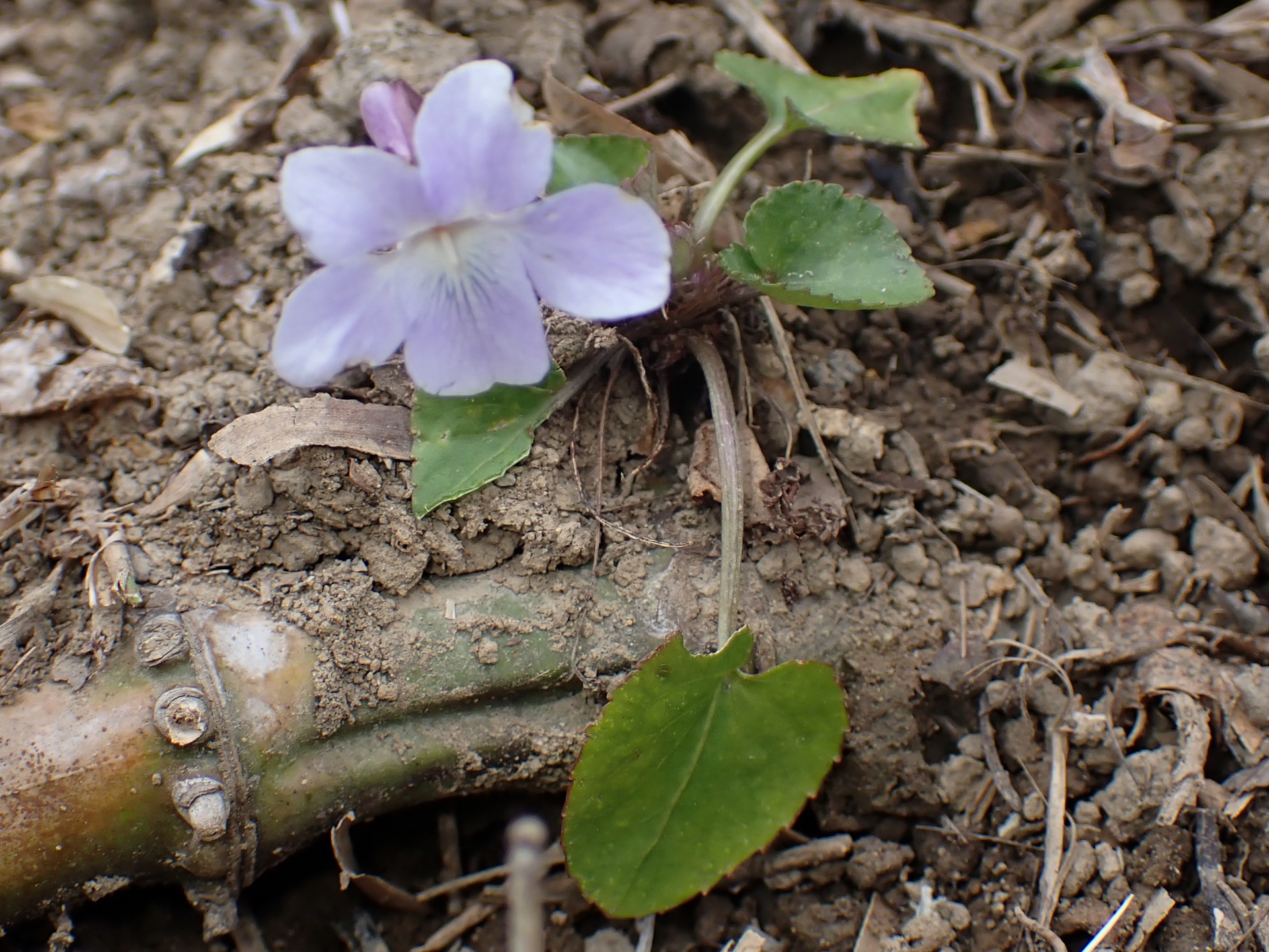 タチツボスミレ の高画質写真です。横浜市で、2026年3月13日に撮影したものです。