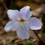 タチツボスミレ の高画質写真です。横浜市で、2026年3月13日に撮影したものです。