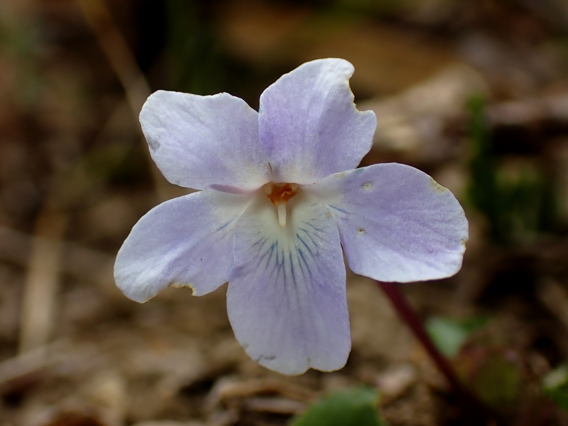 タチツボスミレ の高画質写真です。横浜市で、2026年3月13日に撮影したものです。