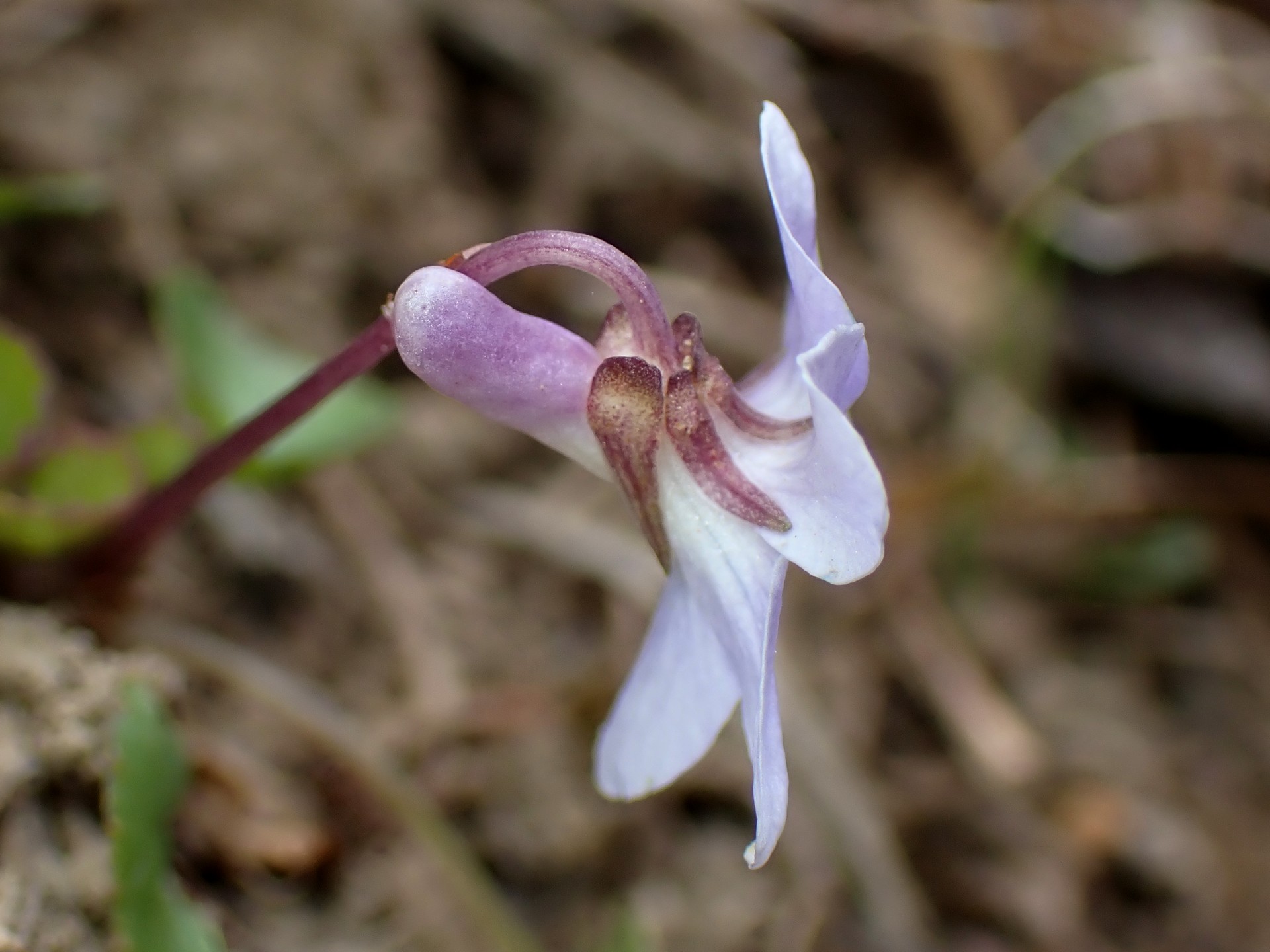 タチツボスミレ の高画質写真です。横浜市で、2026年3月13日に撮影したものです。