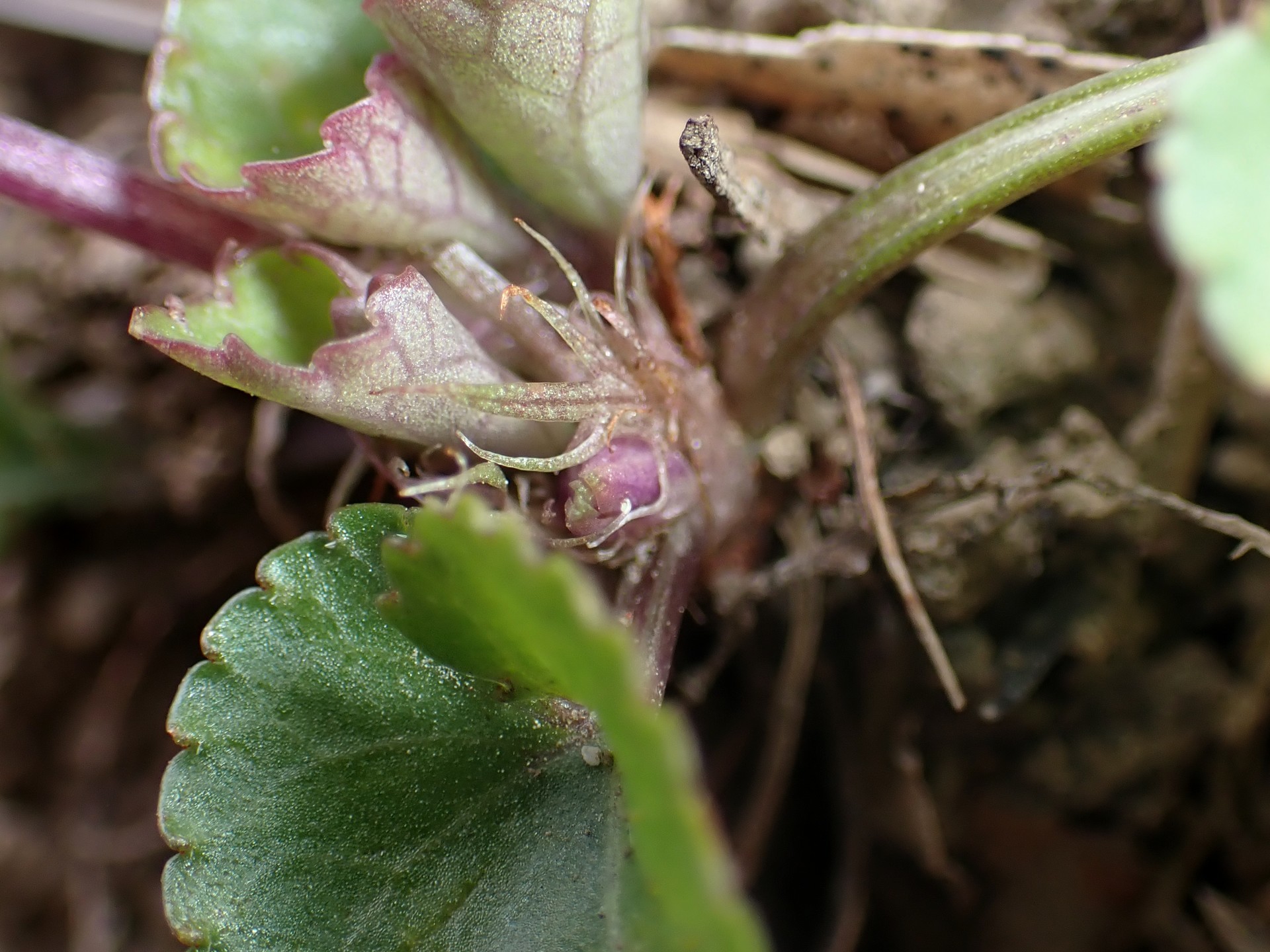 タチツボスミレ の高画質写真です。横浜市で、2026年3月13日に撮影したものです。