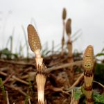 ツクシ の高画質写真です。横浜市で、2026年3月2日に撮影したものです。