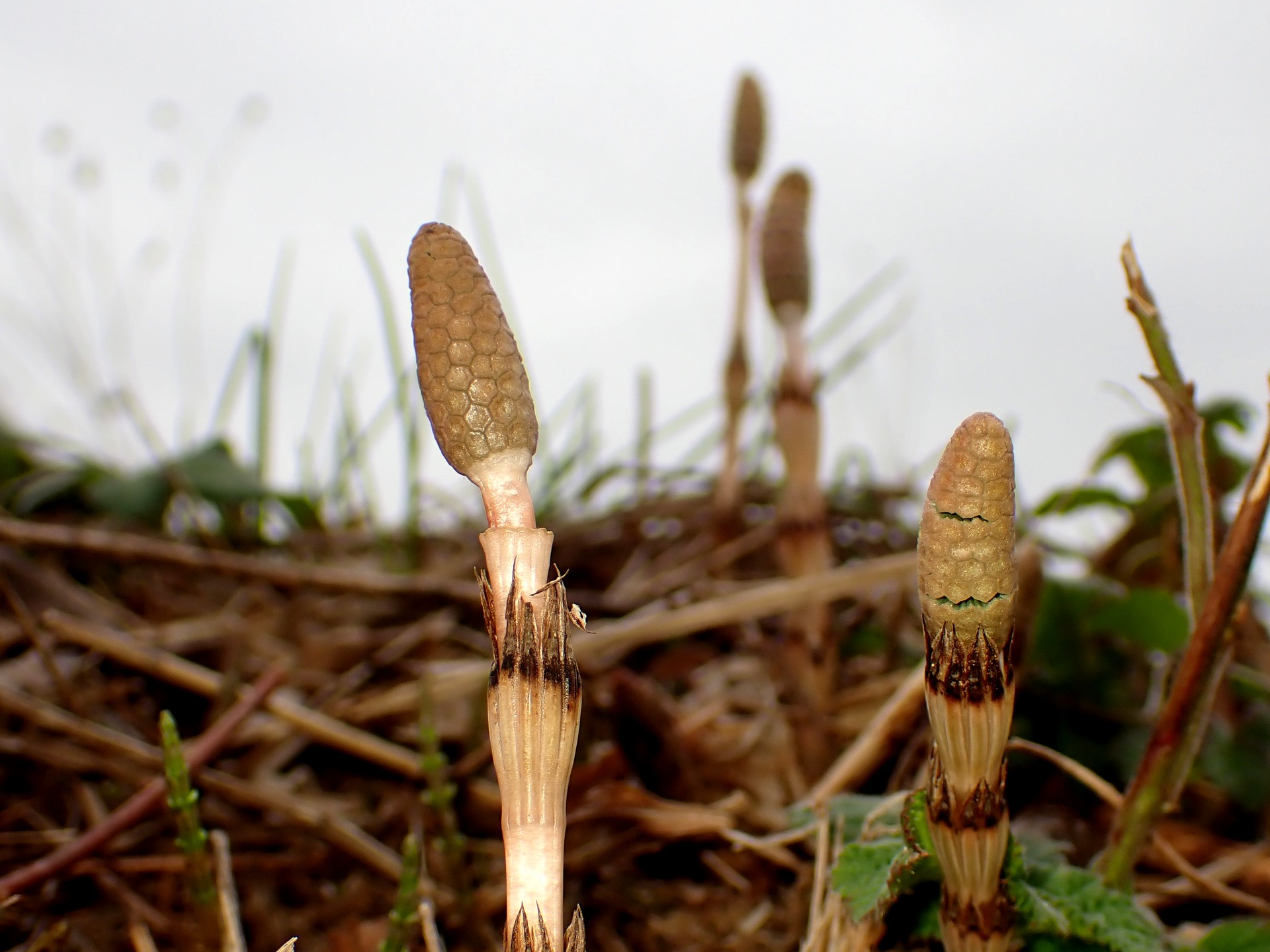 ツクシ の高画質写真です。横浜市で、2026年3月2日に撮影したものです。
