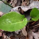 ウバユリ の高画質写真です。横浜市で、2026年3月6日に撮影したものです。