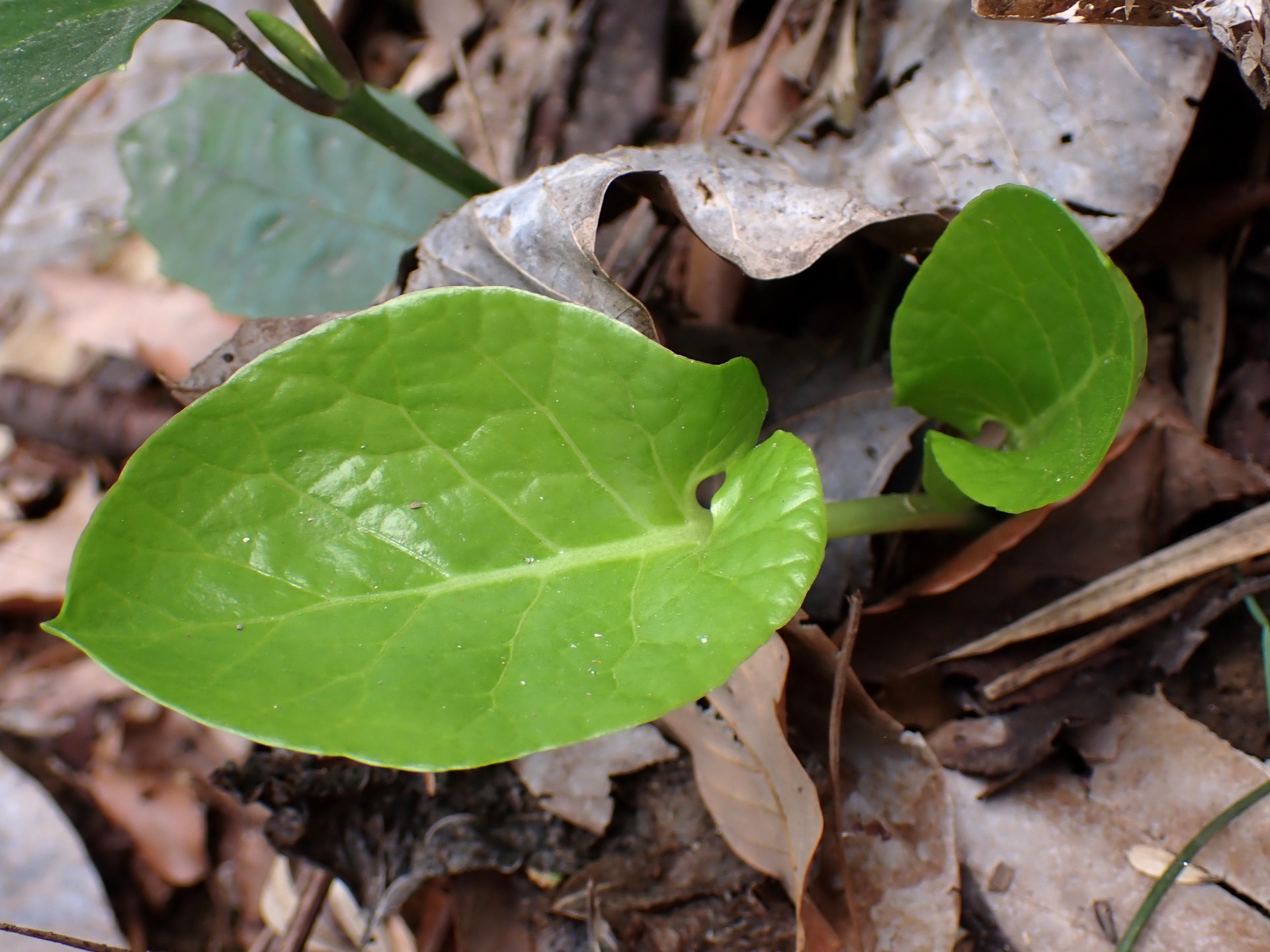 ウバユリ の高画質写真です。横浜市で、2026年3月6日に撮影したものです。