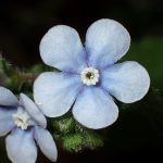 ヤマルリソウ の高画質写真です。横浜市で、2026年3月9日に撮影したものです。