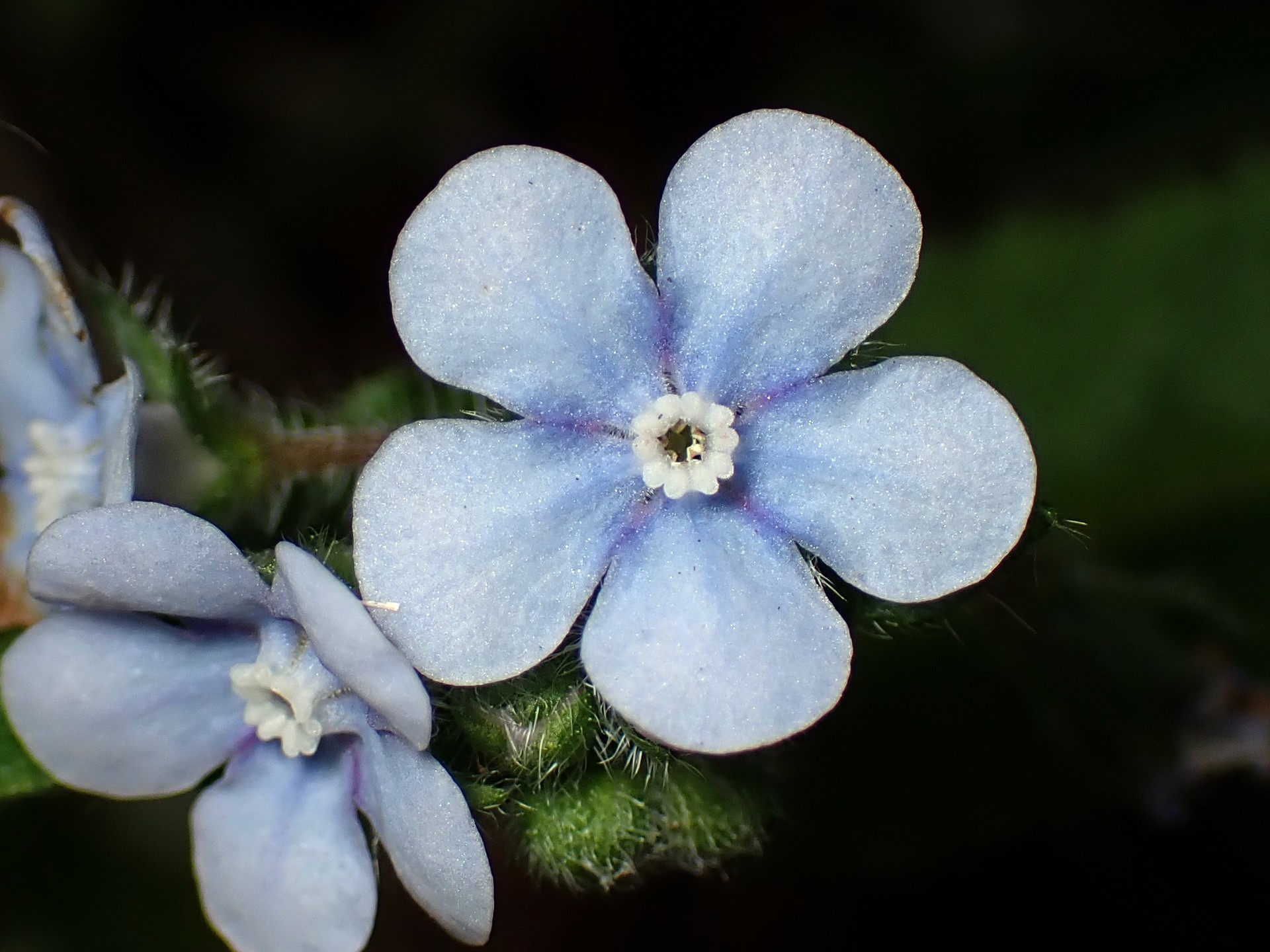 ヤマルリソウ の高画質写真です。横浜市で、2026年3月9日に撮影したものです。