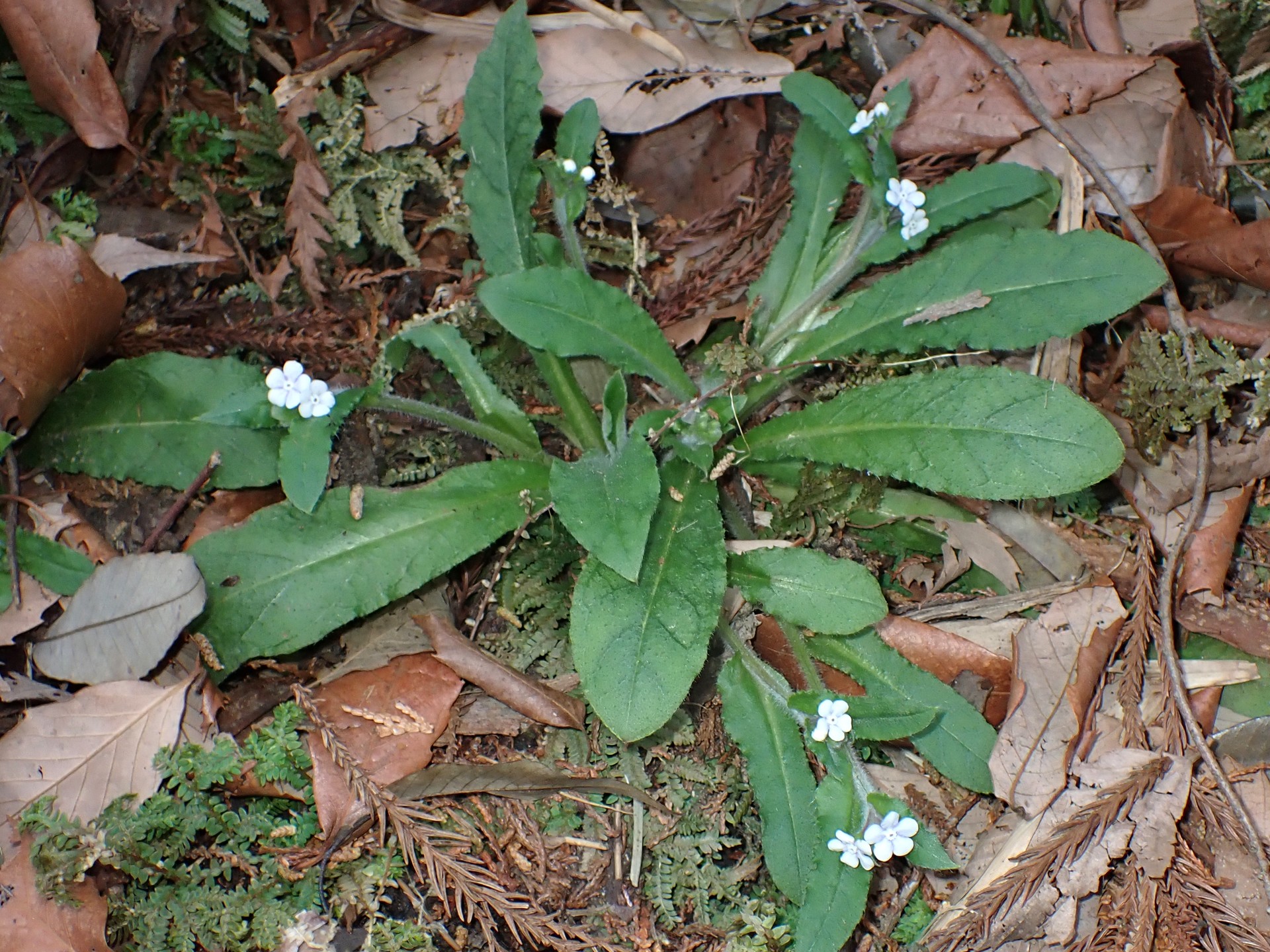ヤマルリソウ の高画質写真です。横浜市で、2026年3月9日に撮影したものです。
