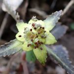 ヨゴレネコノメ の高画質写真です。横浜市で、2026年3月9日に撮影したものです。