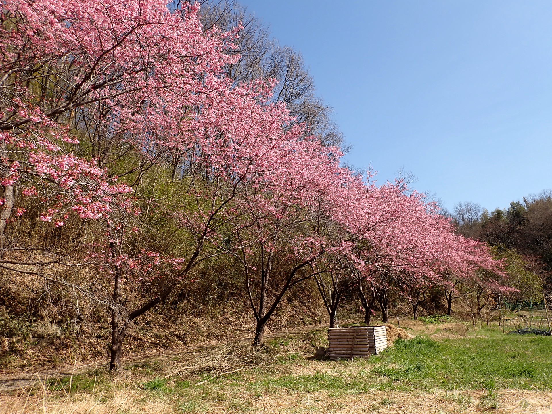 ヨウコウザクラ の高画質写真です。横浜市で、2026年3月15日に撮影したものです。